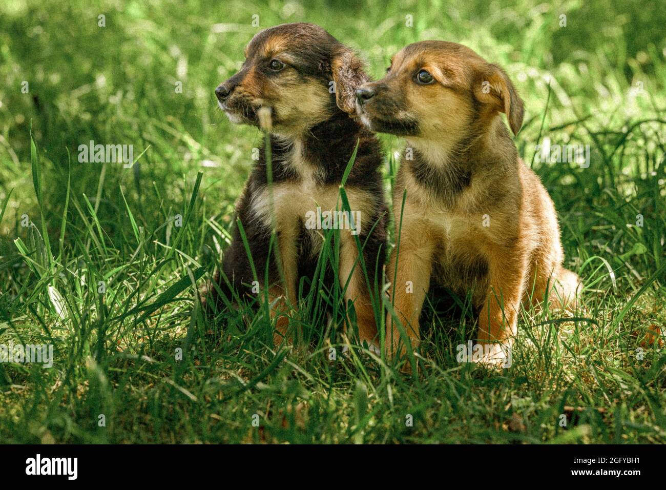 mother dog take care puppies with love Stock Photo
