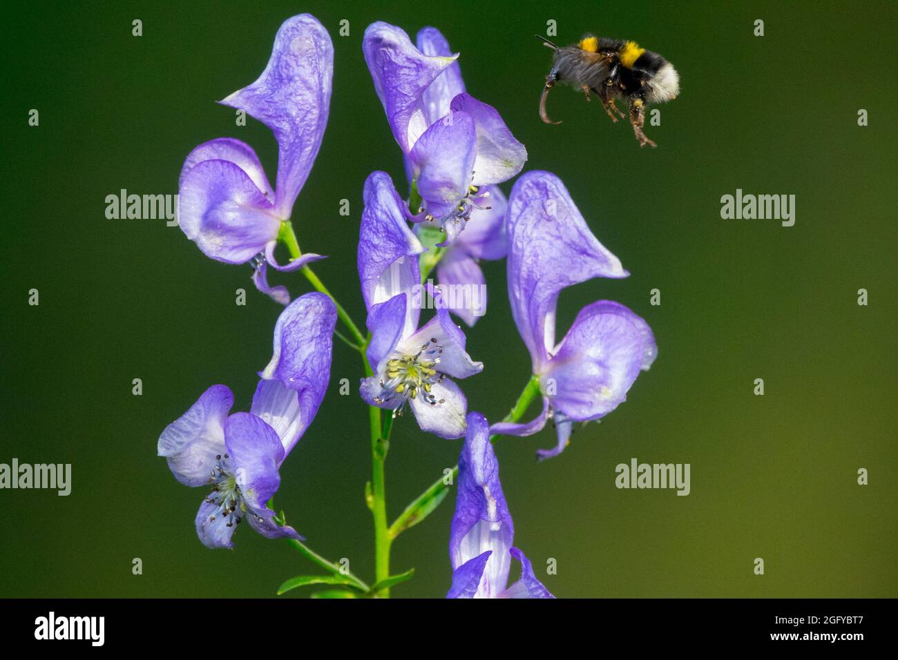 Bombus terrestris,  Buff-tailed bumblebee flying Aconitum napellus, Monkshood, Aconite, Wolf's Bane Stock Photo