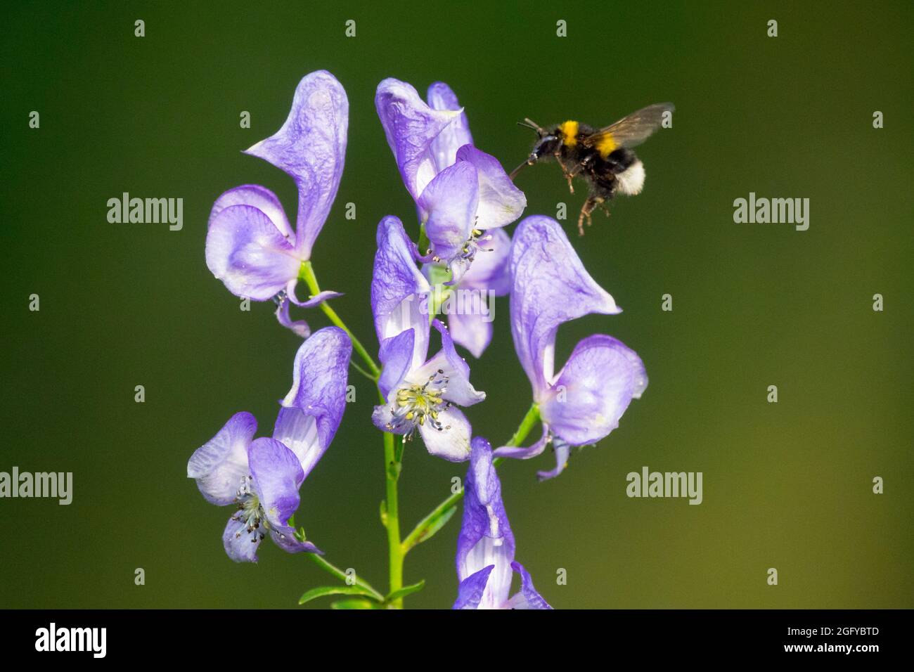 Bombus terrestris flying Large earth bumblebee flying Aconitum napellus, Monkshood, Aconite, Wolf's Bane Bombus terrestris flower Stock Photo