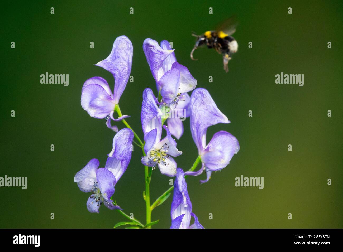 Bumble bee flying Aconitum napellus, Monkshood, Aconite, Wolf's Bane Stock Photo