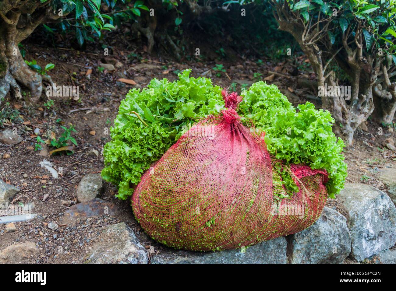 Bag of lettuce in a tea garden in Sri Lanka Stock Photo Alamy