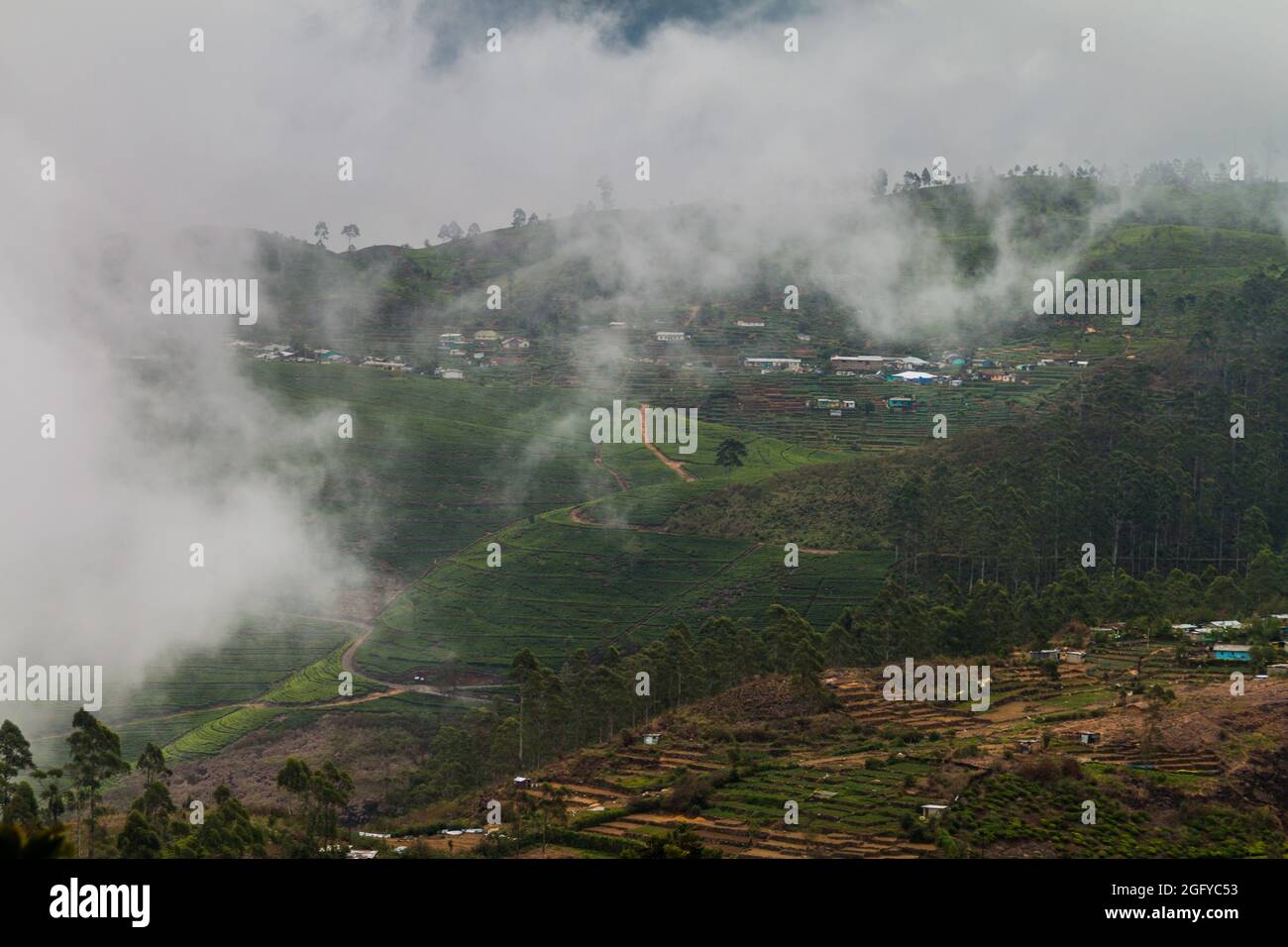 Tea plantations in mountains around Lipton's Seat near Haputale, Sri Lanka Stock Photo