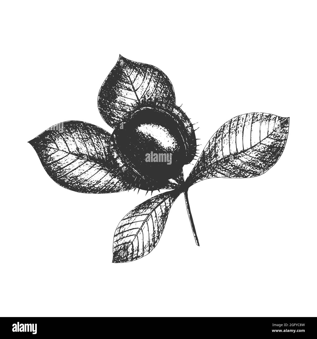 Chestnut paint Black and White Stock Photos & Images Alamy