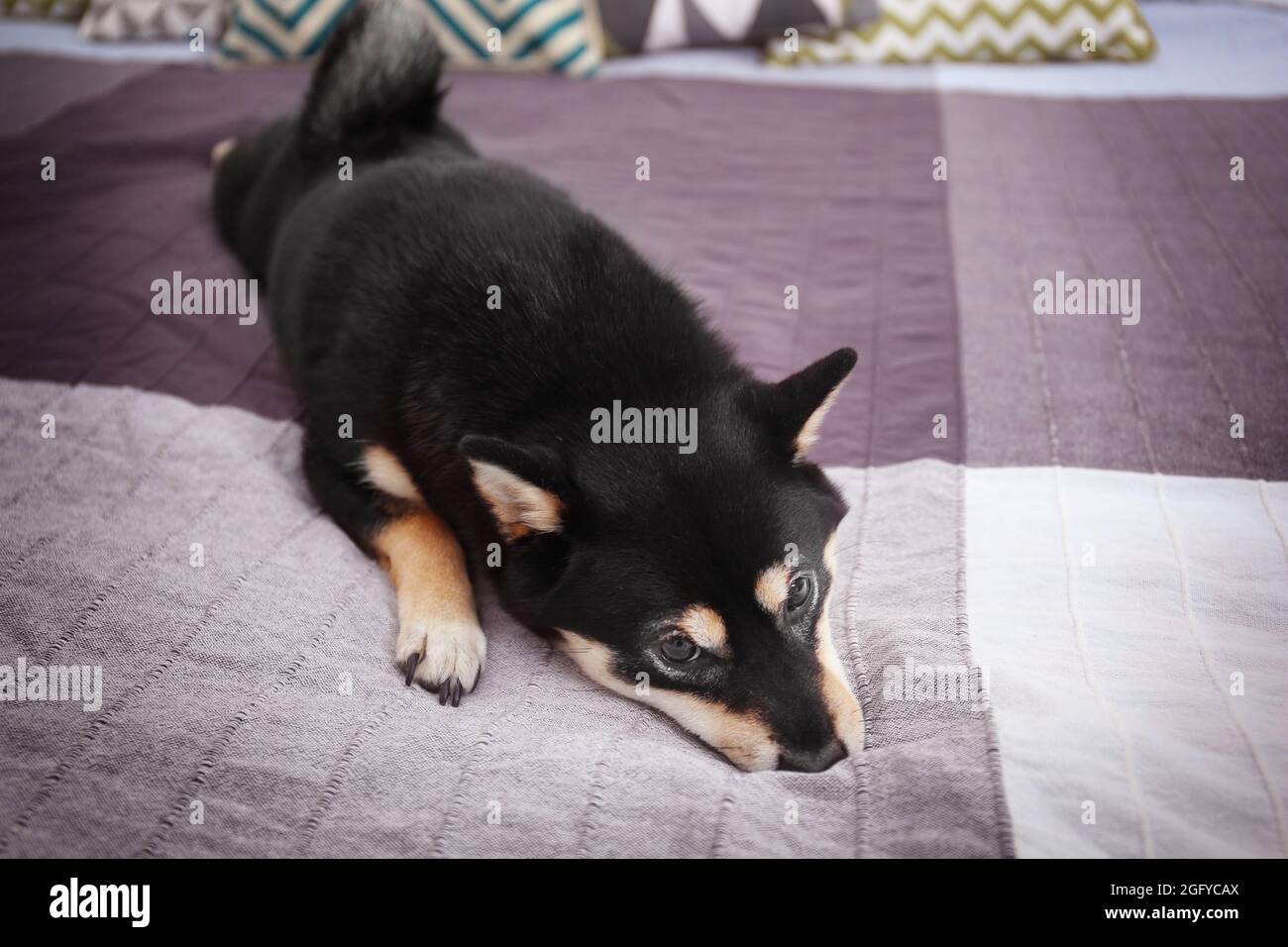 Cute Shiba inu dog on bed in room Stock Photo Alamy