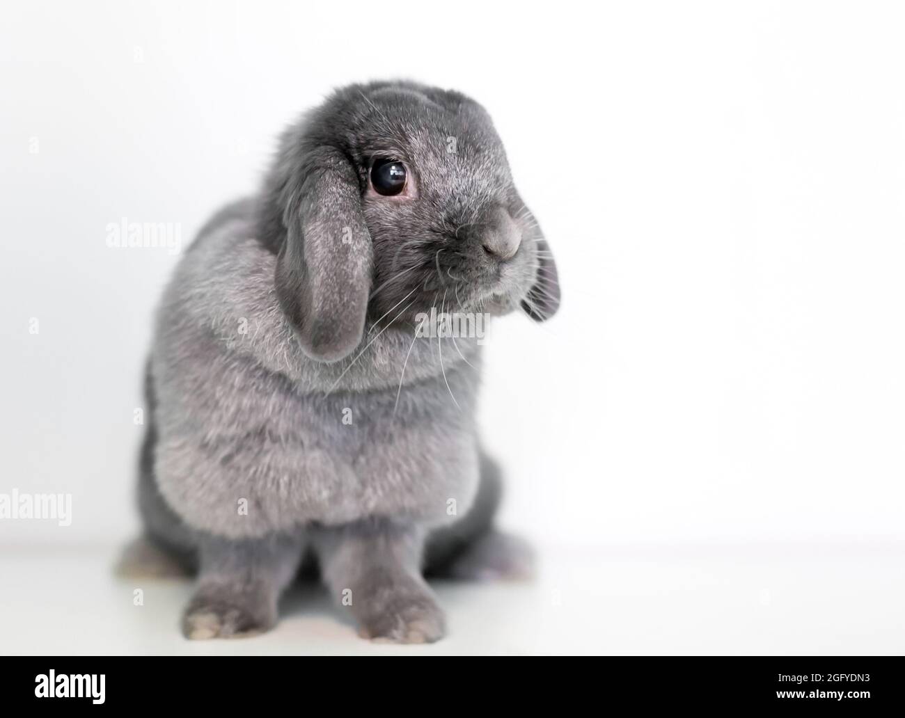 A cute gray Lop rabbit sitting on a white background Stock Photo
