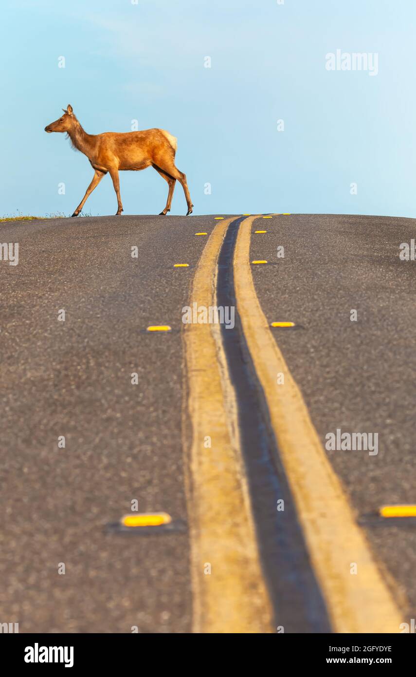 Female tule elk (Cervus canadensis nannodes) is crossing the road in Tule Elk Reserve, Point Reyes National Seashore, California, USA. Stock Photo