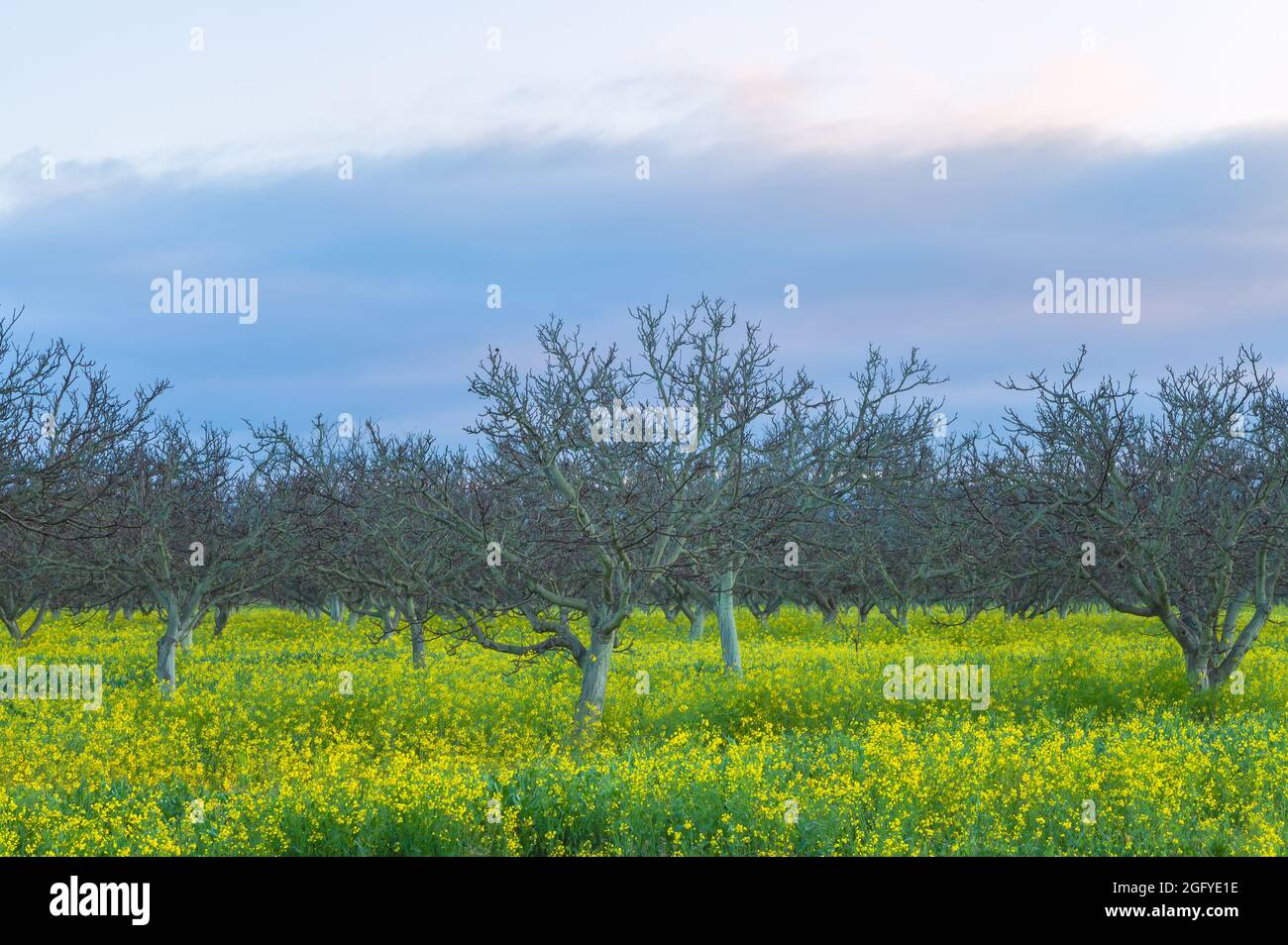 Blooming field mustard at the walnut farm in Gilroy, California, United States, in early spring morning. Stock Photo