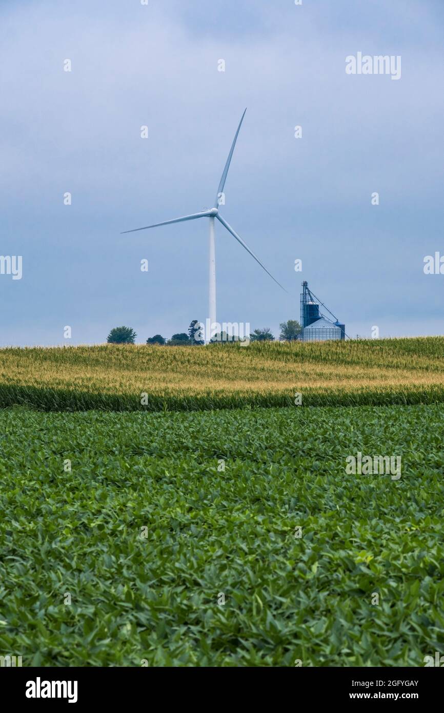 Near Earlville, Iowa.  Windmill and Grain Storage Bins. Soy Beans in foreground, Corn in background. Stock Photo