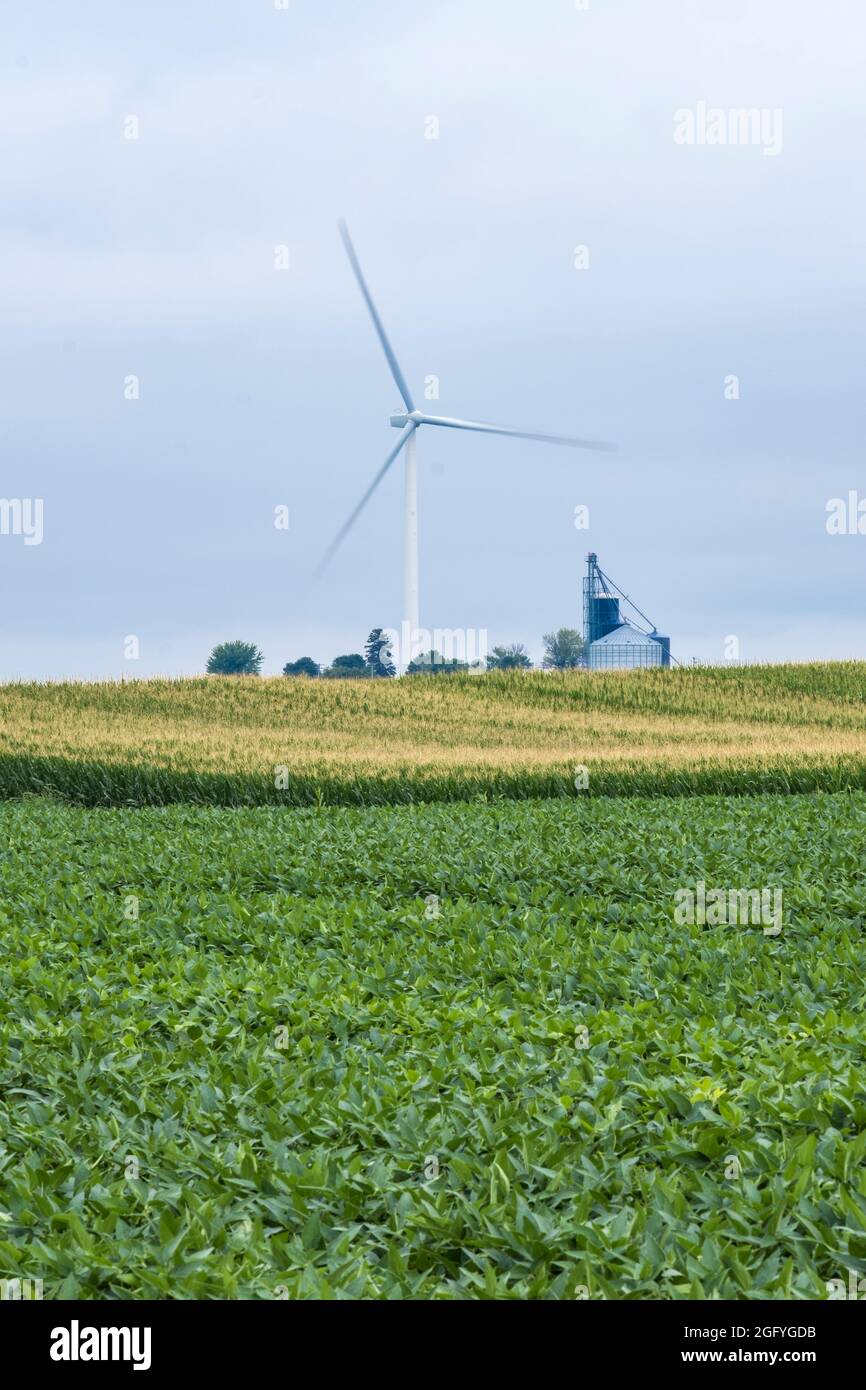 Near Earlville, Iowa.  Windmill Blades Rotate Slowly behind Grain Storage Bins. Soy Beans and Cornfield in foreground. Stock Photo