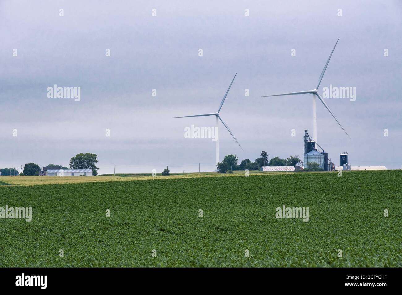 Near Earlville, Iowa.  Windmills and Grain Storage Bins. Soy Beans in foreground. Stock Photo
