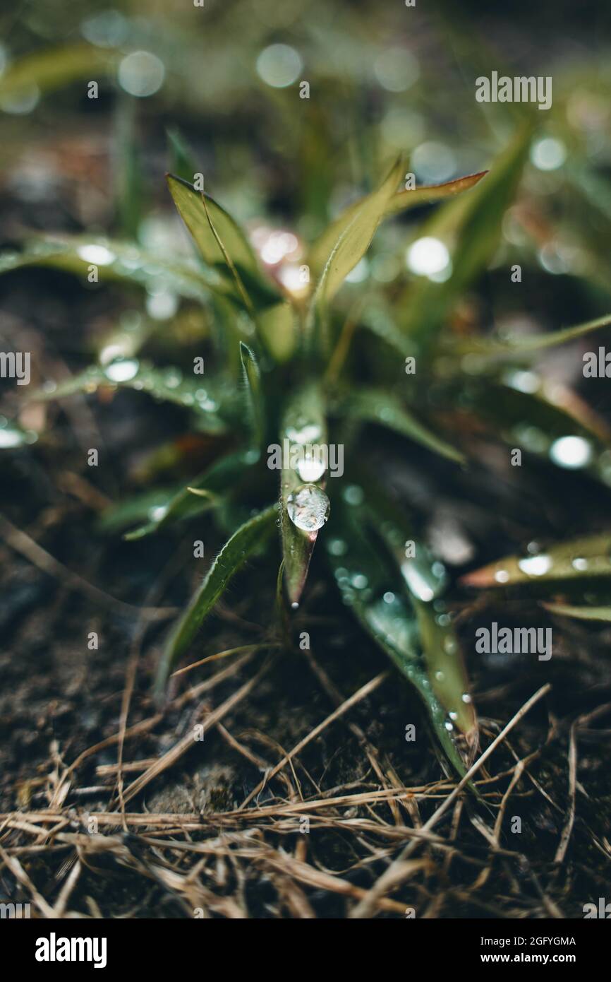 Selective shot of dew drops on Cryptocoryne lucens (Lucens crypto) leaves in the early morning Stock Photo