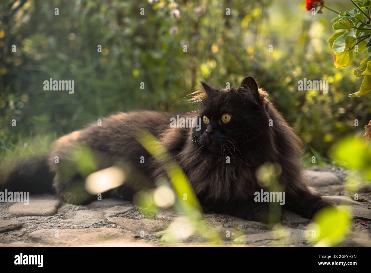 Black Persian cat sitting outdoor in garden Stock Photo