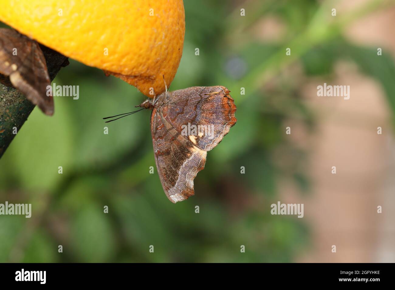 Close up of a butterfly Natal Pansy feeding on an orange, South Africa Stock Photo