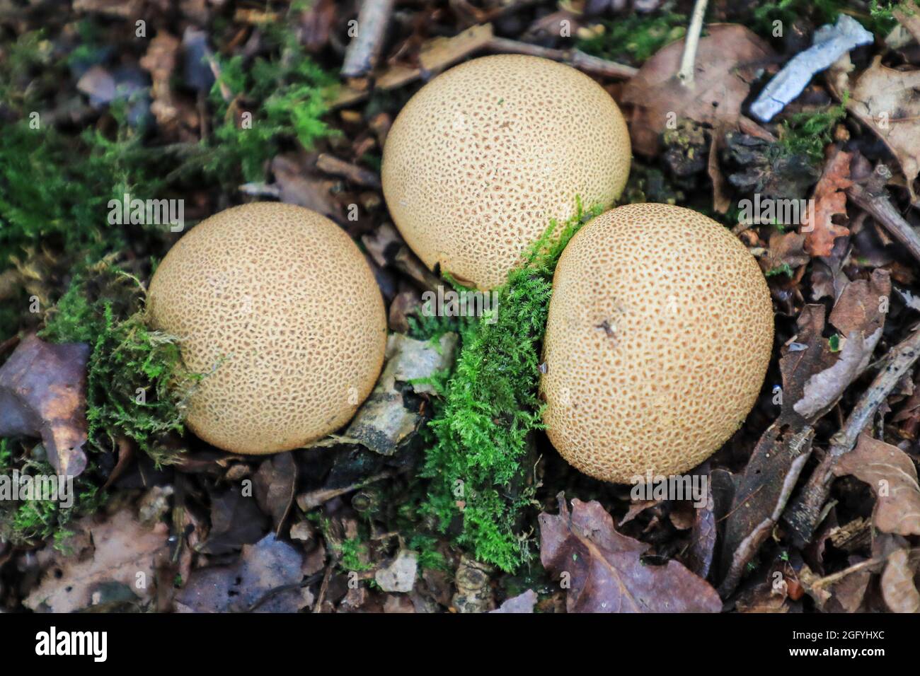 Puffball fungus growing in leaf litter, England, UK Stock Photo