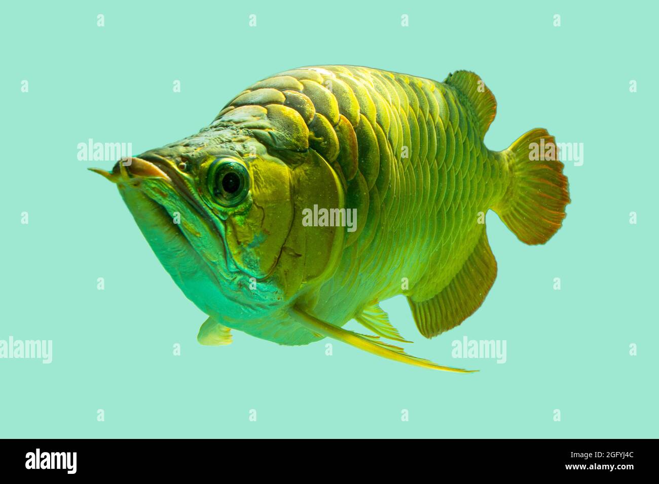 The Asian arowana, dragon fish (Scleropages formosus) on isolated blue background. The gold crossback, blue Malayan is freshwater fish native in Penin Stock Photo