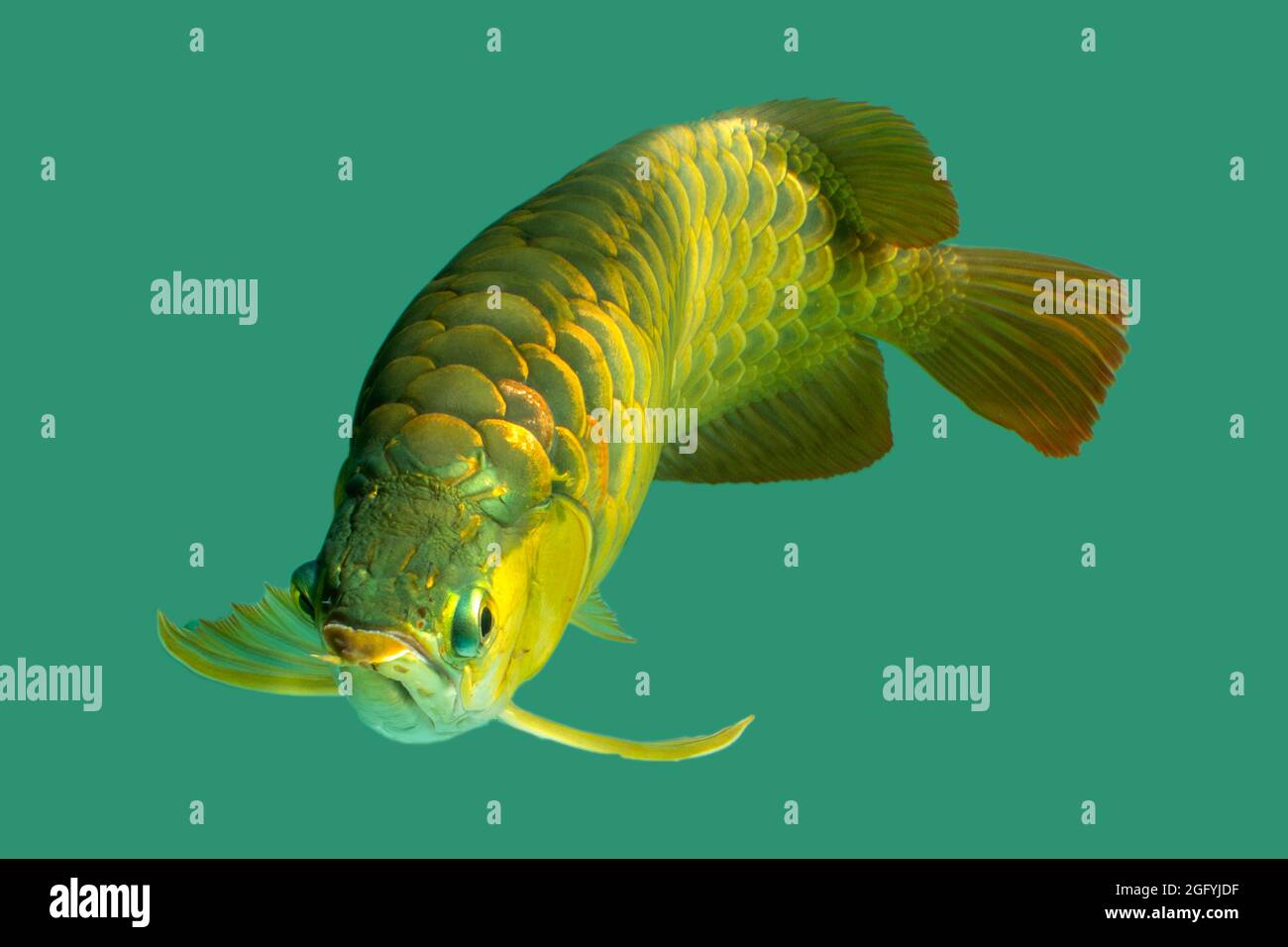 The Asian arowana, dragon fish (Scleropages formosus) on isolated blue background. The gold crossback, blue Malayan is freshwater fish native in Penin Stock Photo