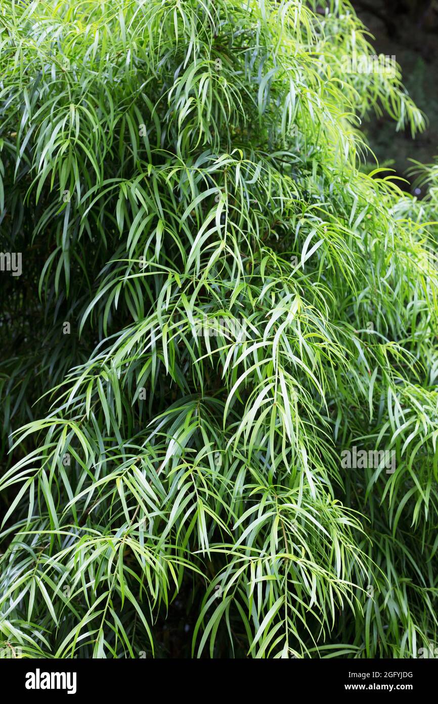 Podocarpus salignus - the willow leaf podocarp tree. Stock Photo