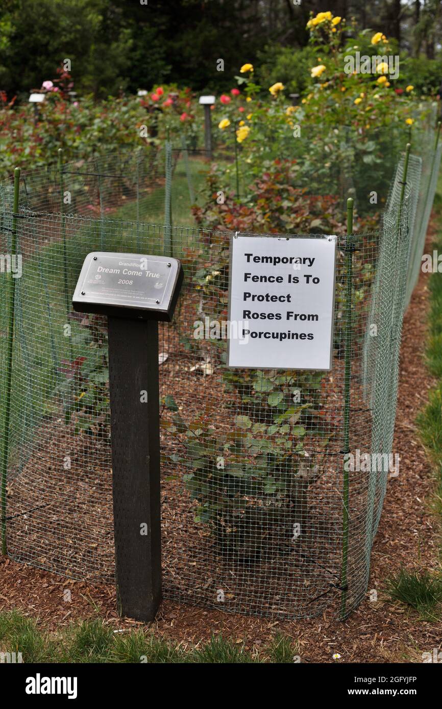 A fenced in rose garden bed with a sign stating that the fence is in place to protect roses from porcupines. Stock Photo