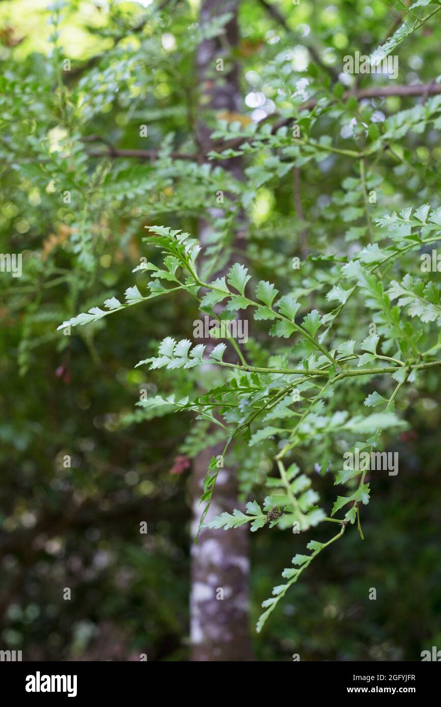 Phyllocladus trichomanoides - celery pine tree. Stock Photo