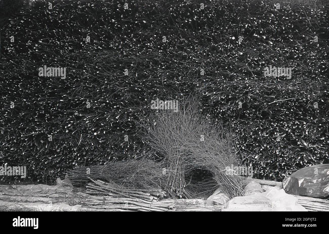 birch broom twigs high resolution stock photography and images alamy birch broom twigs high resolution stock photography and images alamy