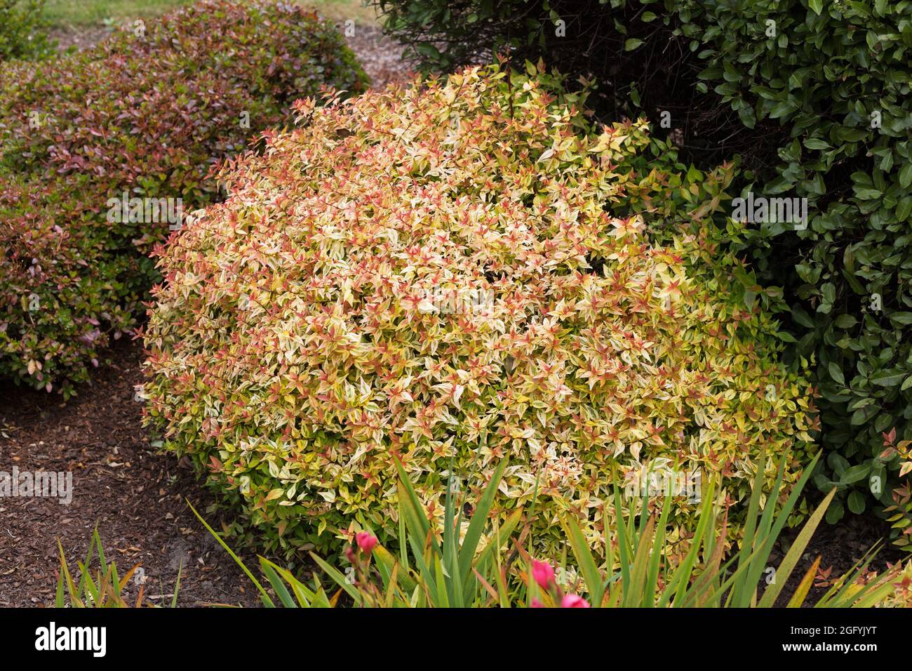 Abelia × grandiflora 'Kaleidoscope' - glossy abelia shrub. Stock Photo