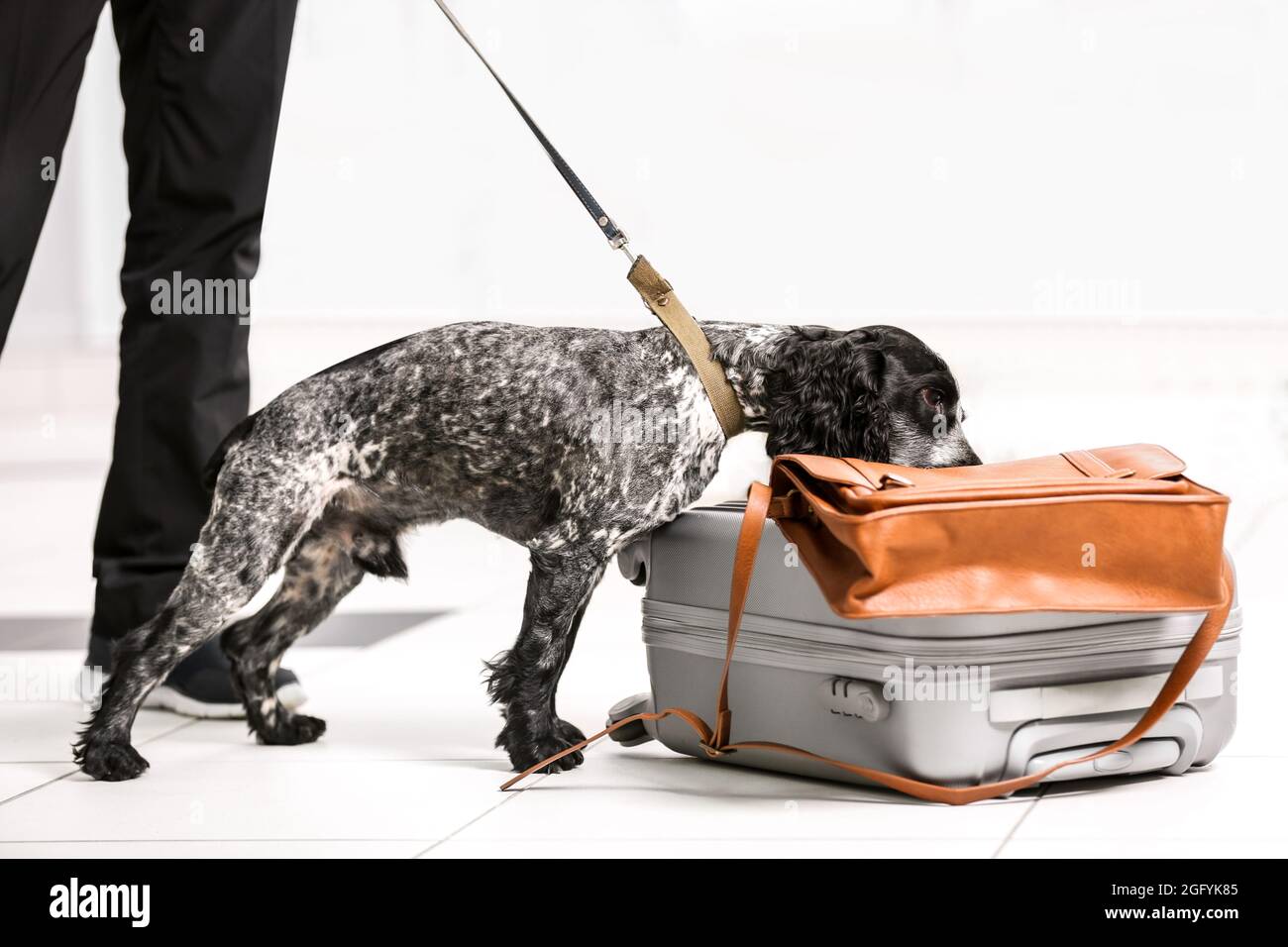 Dog looking for drugs in airport Stock Photo Alamy