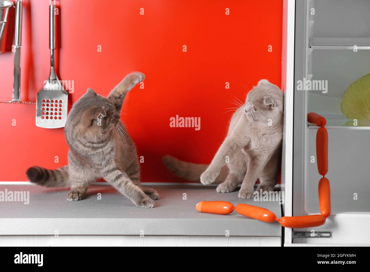 Funny cats fighting new arrivals