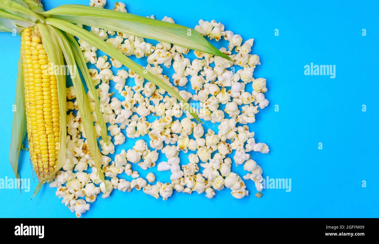 Post harvest corn, corn on the cob. Popcorn in bowl blue background ...