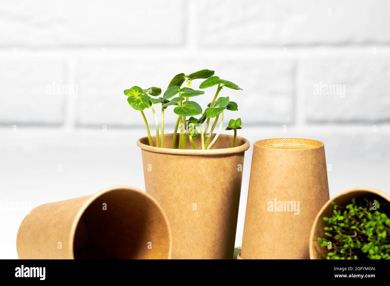 Paper Eco Cup With Microgreen. Young green sprouts growing. Healthy ...