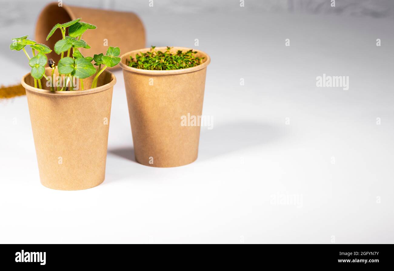 Paper Eco Cup With Microgreen. Young green sprouts growing. Healthy ...