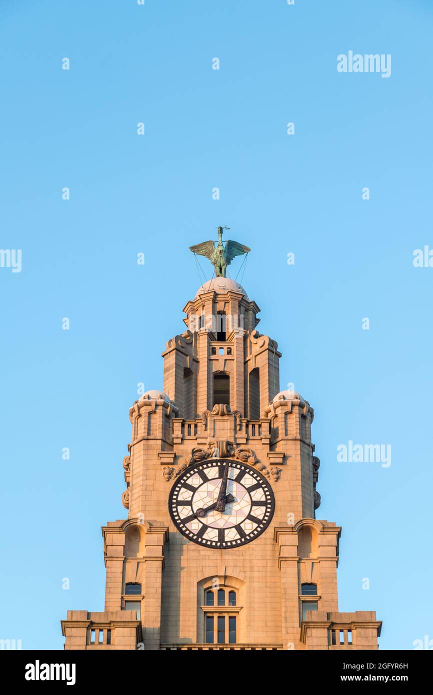 One of the two Liver birds perched above a clock tower on the Royal Liver Building in Liverpool at sunset in August 2021. Stock Photo