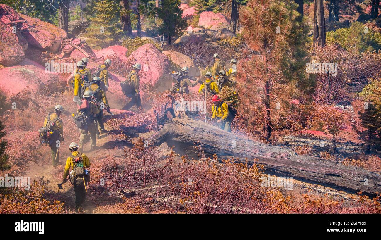 U.S. Department of Agriculture (USDA) Forest Service (FS) Wildand Firefighting Technicians make thier way down a trail where Cedar Fire fire operations performed an aerial application of fire retardant on Black Mountain in the Sequoia National Forest, near Alta Sierra, CA, on Tuesday, August 23, 2016. One firefighter works on extinguishing a fire burning inside a large fallen tree. USDA Photo by Lance Cheung.  For more information please see: www.usda.gov www.fs.fed.us @usda @forestservice Video about wildland firefighting https://youtu.be/QxJFIfkOQLY Stock Photo