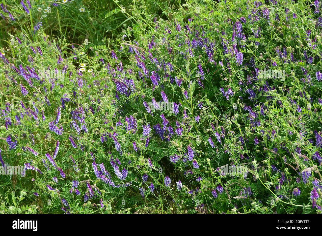tufted vetch, cow vetch, bird vetch, blue vetch, boreal vetch, Vogel ...