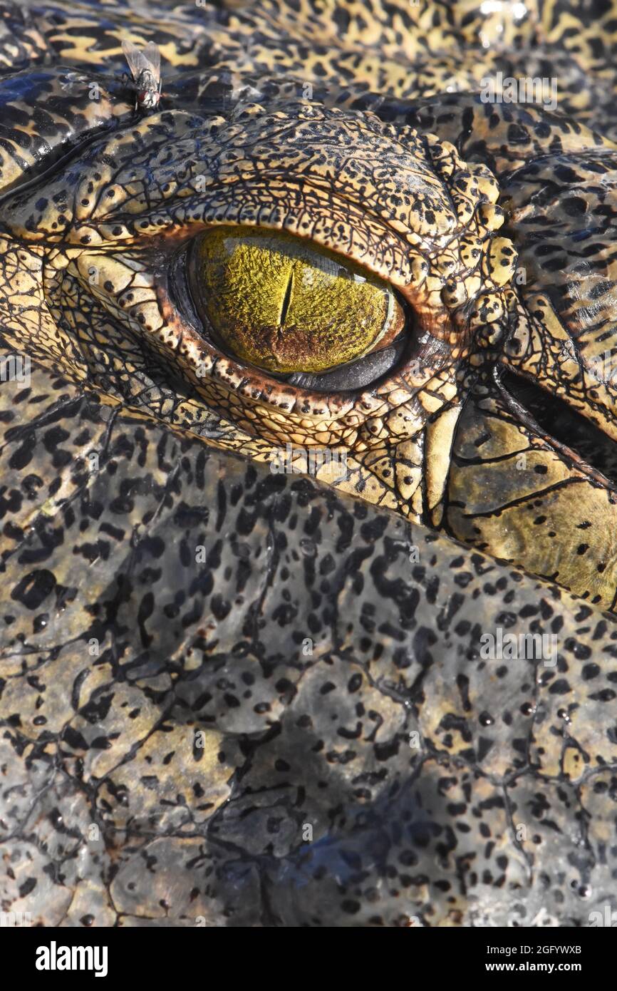 Alligator eye membrane, closeup Stock Photo