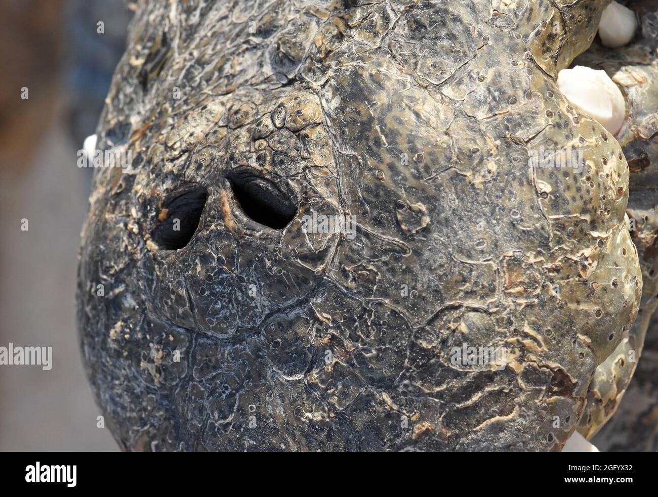 alligator nostrils in closeup Stock Photo