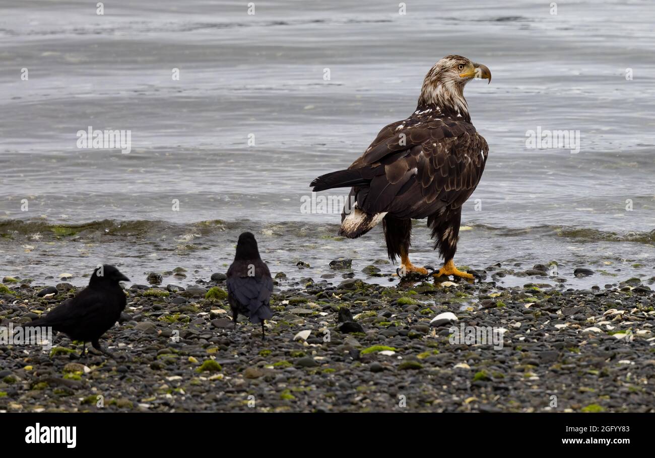 American Bald Eagle being harassed by two crows on the beach, Port Hardy, Vancouver Island, BC, Canada Stock Photo