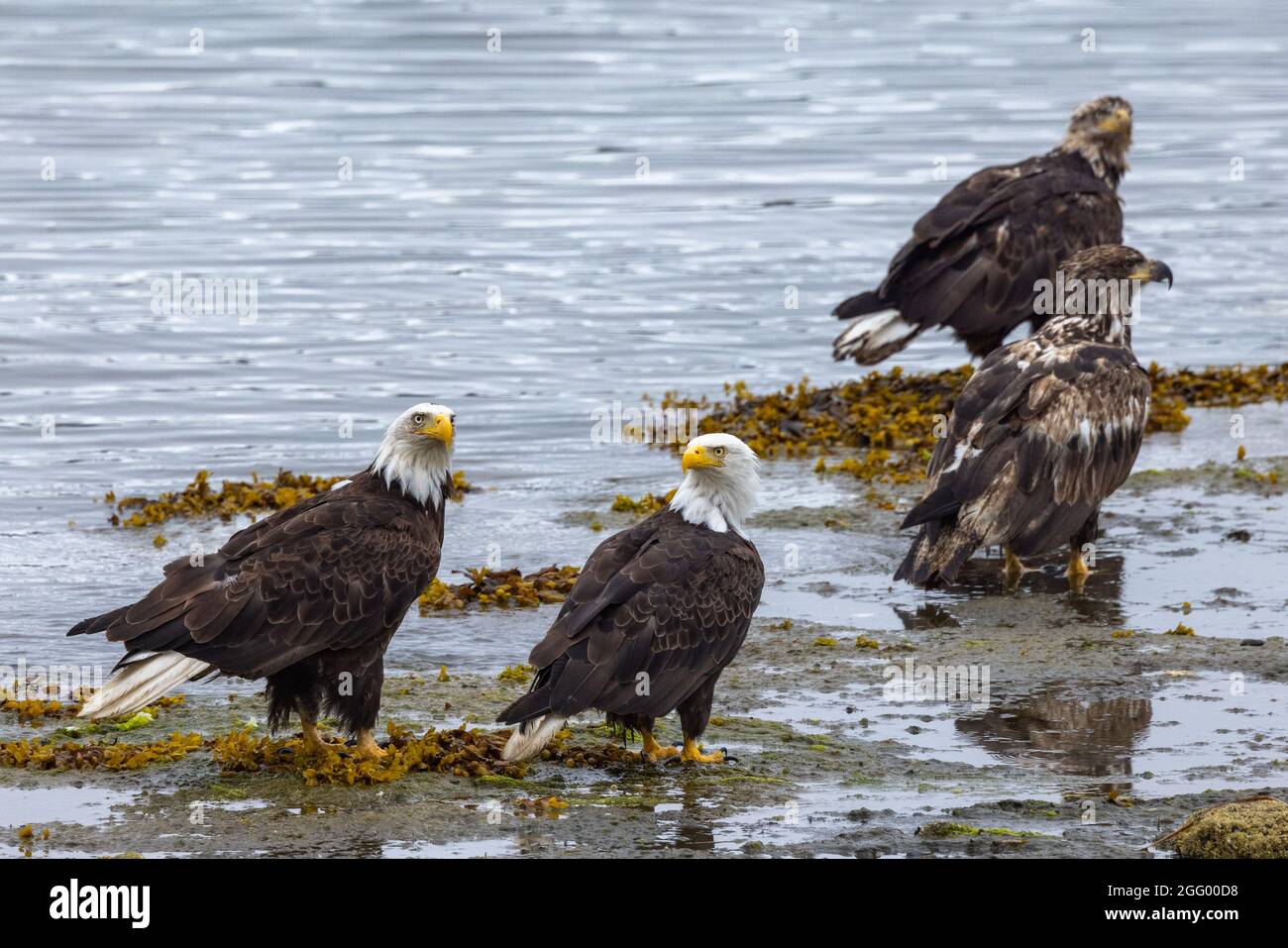 Aerie of American Bald Eagles on the beach at low tide feeding, Port