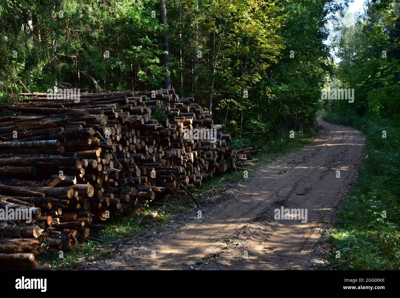 Piled pine tree logs in forest. Stacks of cut wood. Wood logs, timber