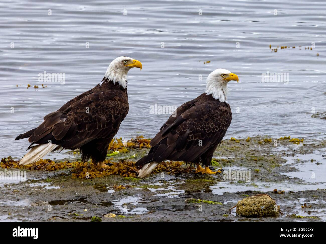 Two mature American Bald Eagles on shore at low tide,, Port Hardy, Vancouver Island, BC, Canada Stock Photo
