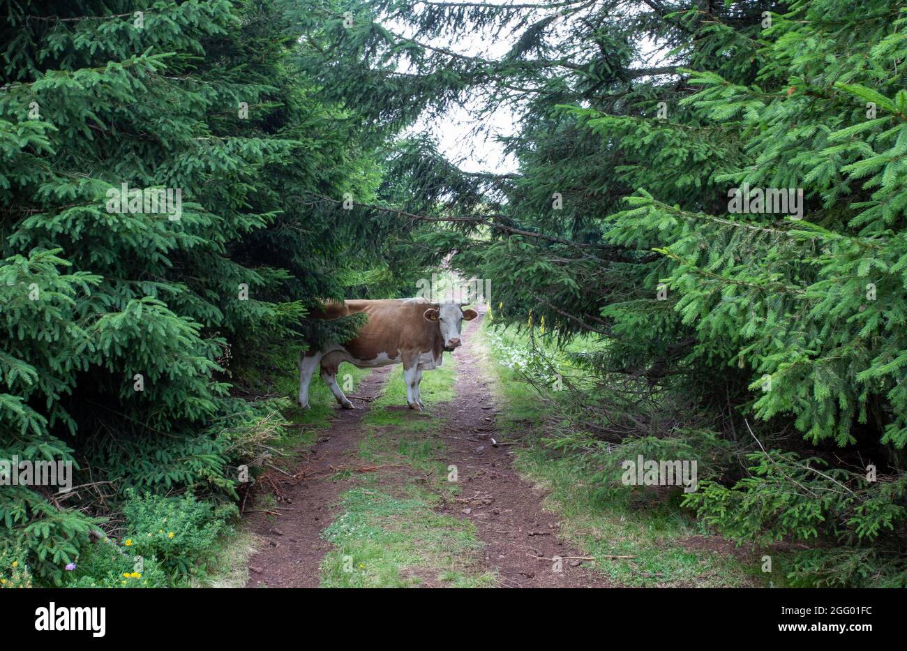 Simmental cow standing between evergreen trees in forest. Traditional