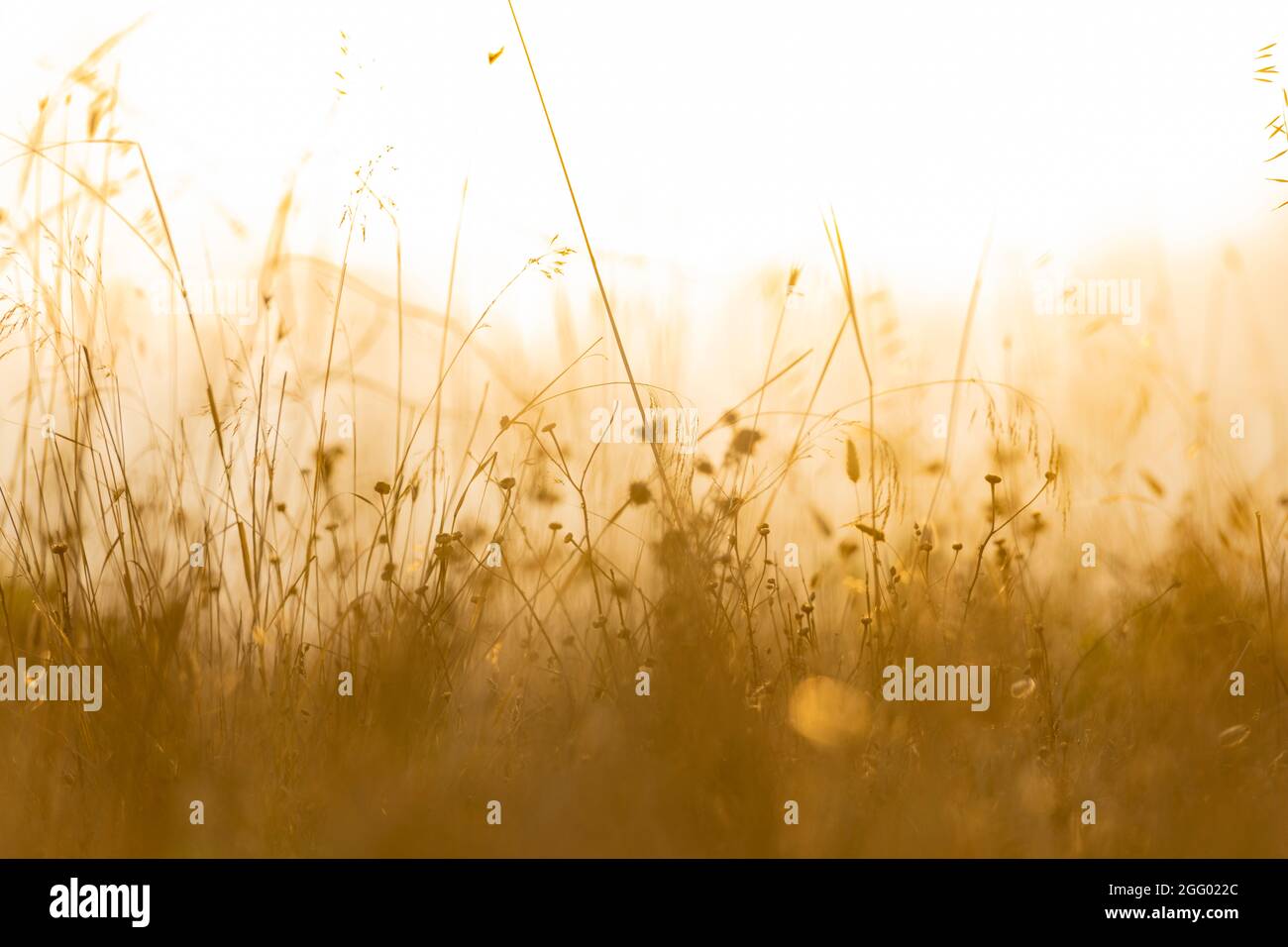 Soft focus of grass and wild plants illuminated by a golden sunset. Spring, summer season, natural background with copy space. Stock Photo