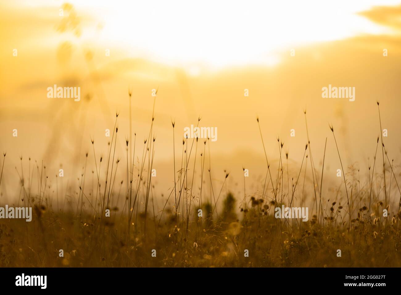 Soft focus of grass and wild plants illuminated by a golden sunset. Spring, summer season, natural background with copy space. Stock Photo