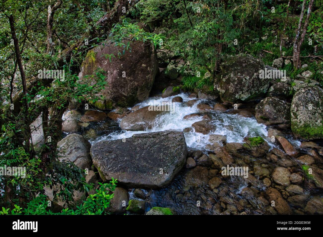 Closeup shot forest narrow hi-res stock photography and images - Alamy