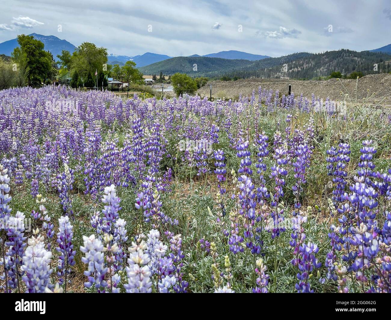 Field of lupine wild flowers near Callahan in Scott Valley, California Stock Photo