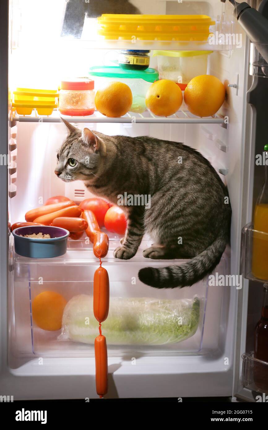 Cat in the refrigerator at home Stock Photo Alamy