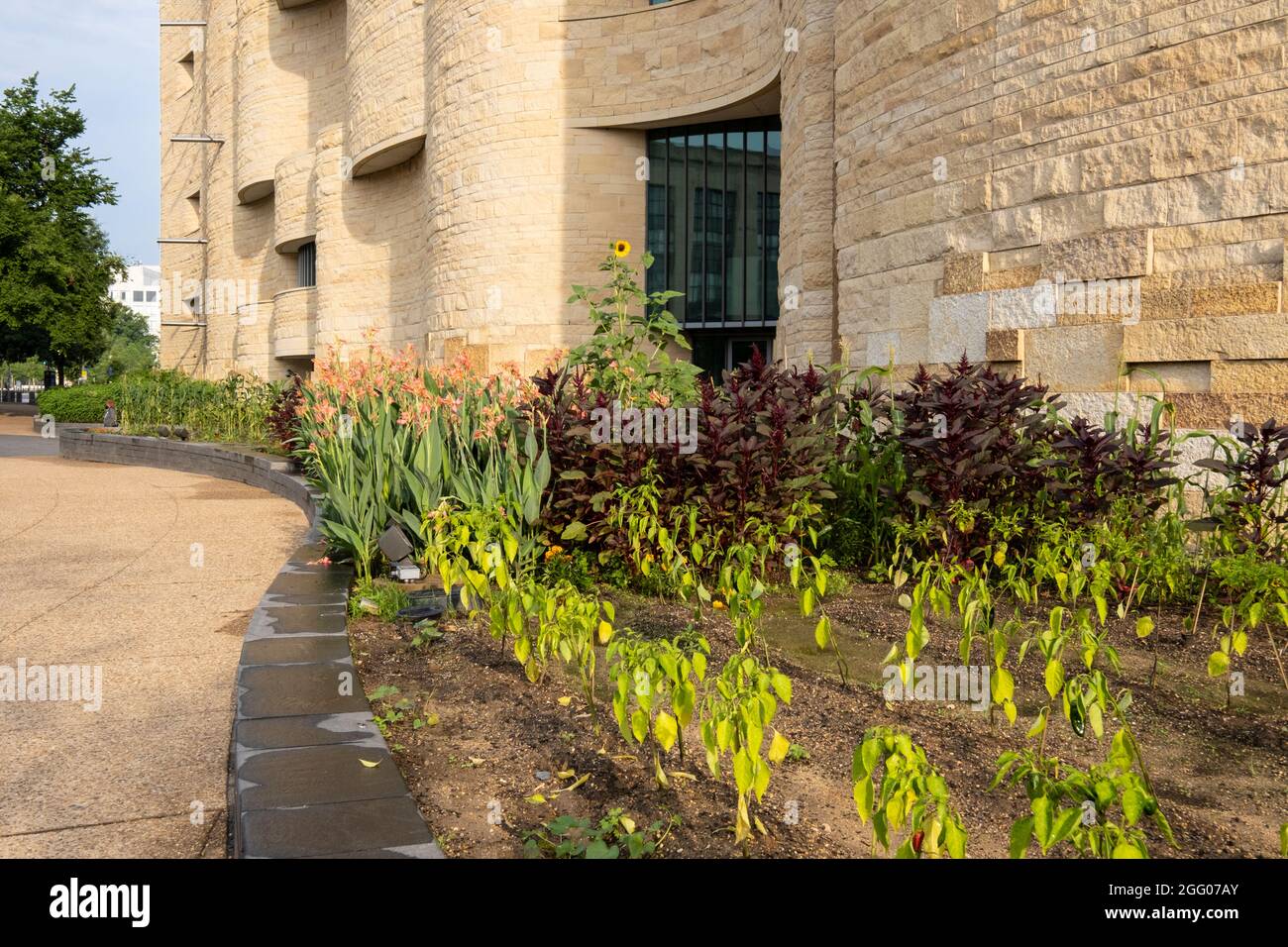 National Museum of the American Indian, Washington, DC, USA. Traditional Plants Growing outside the Museum. Stock Photo