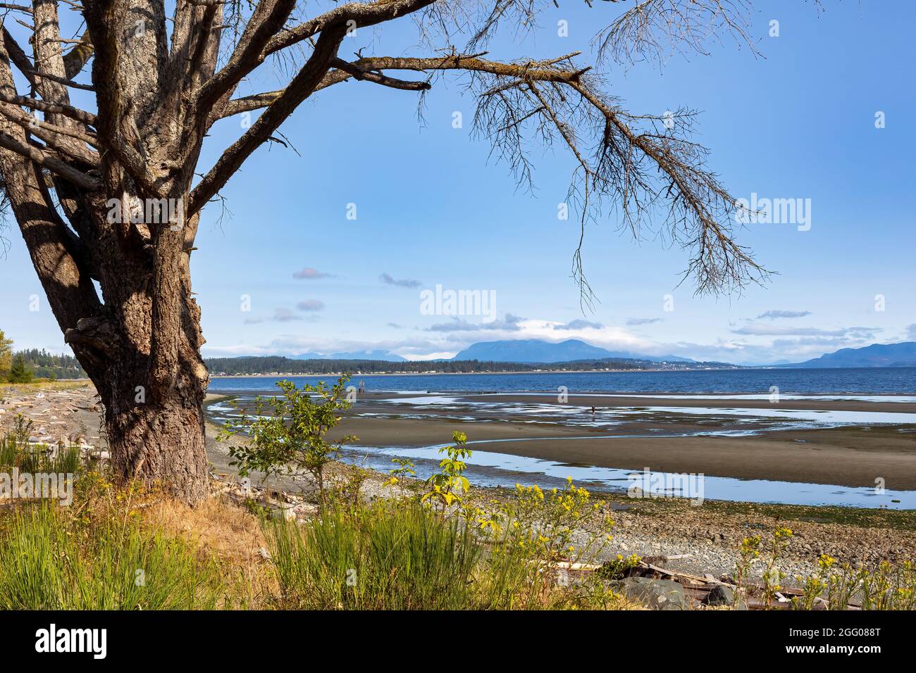 Tree framing the View of Oyster Bay looking towards Quadra Island