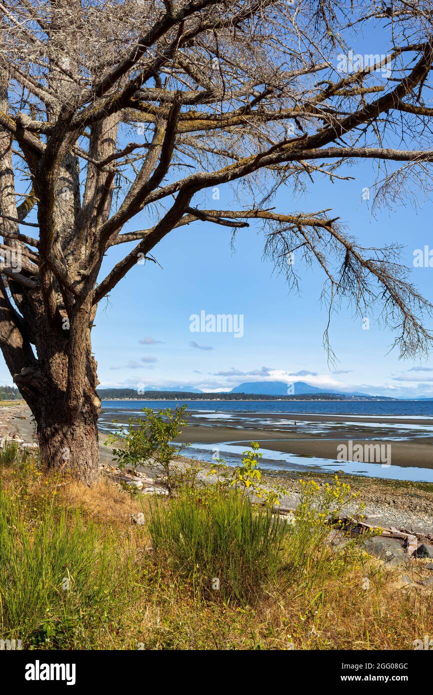 Tree framing the View of Oyster Bay looking towards Quadra Island
