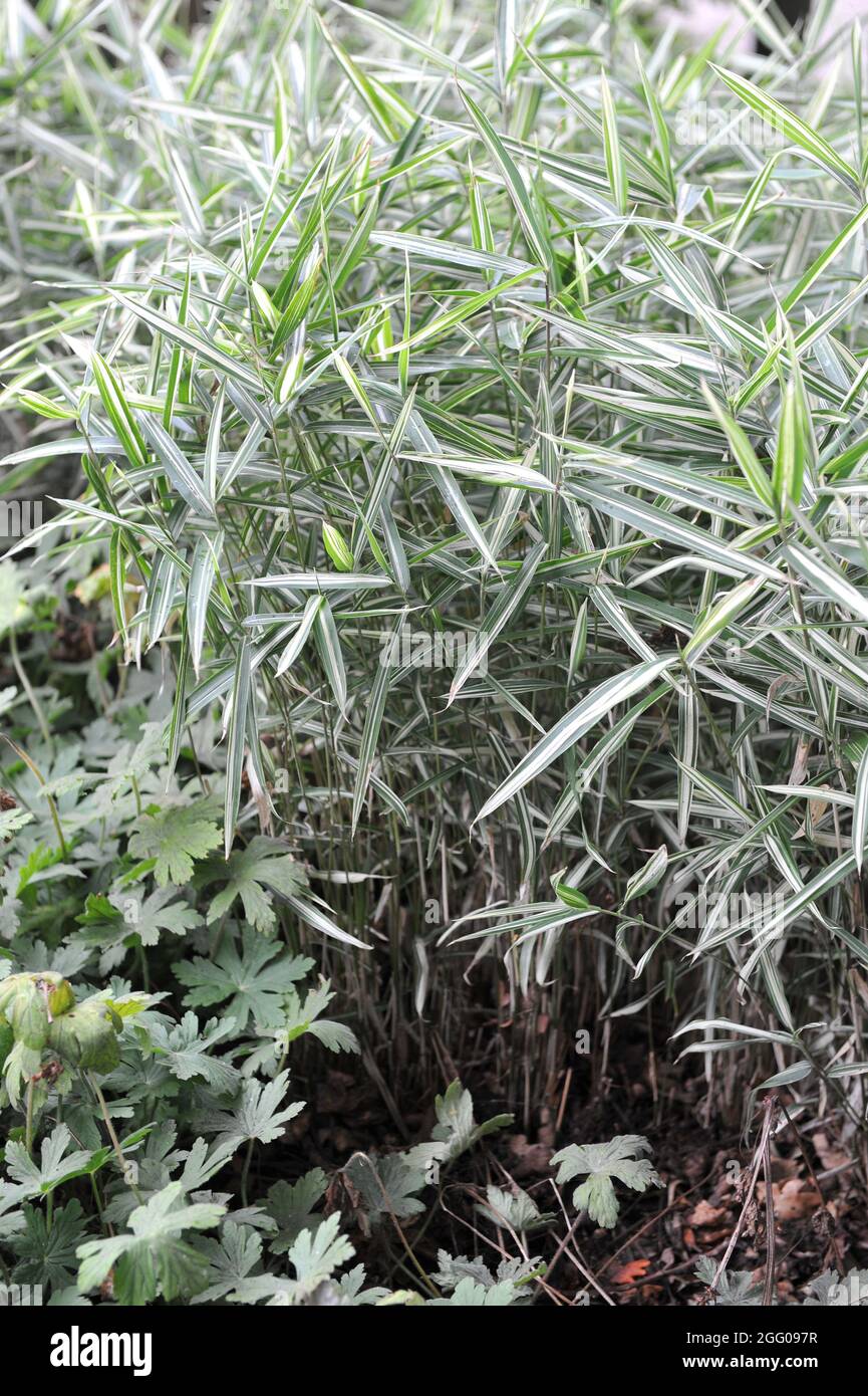 Variegated ornamental leaves of North America wild oats (Chasmanthium latifolium) River Mist in a garden in September Stock Photo