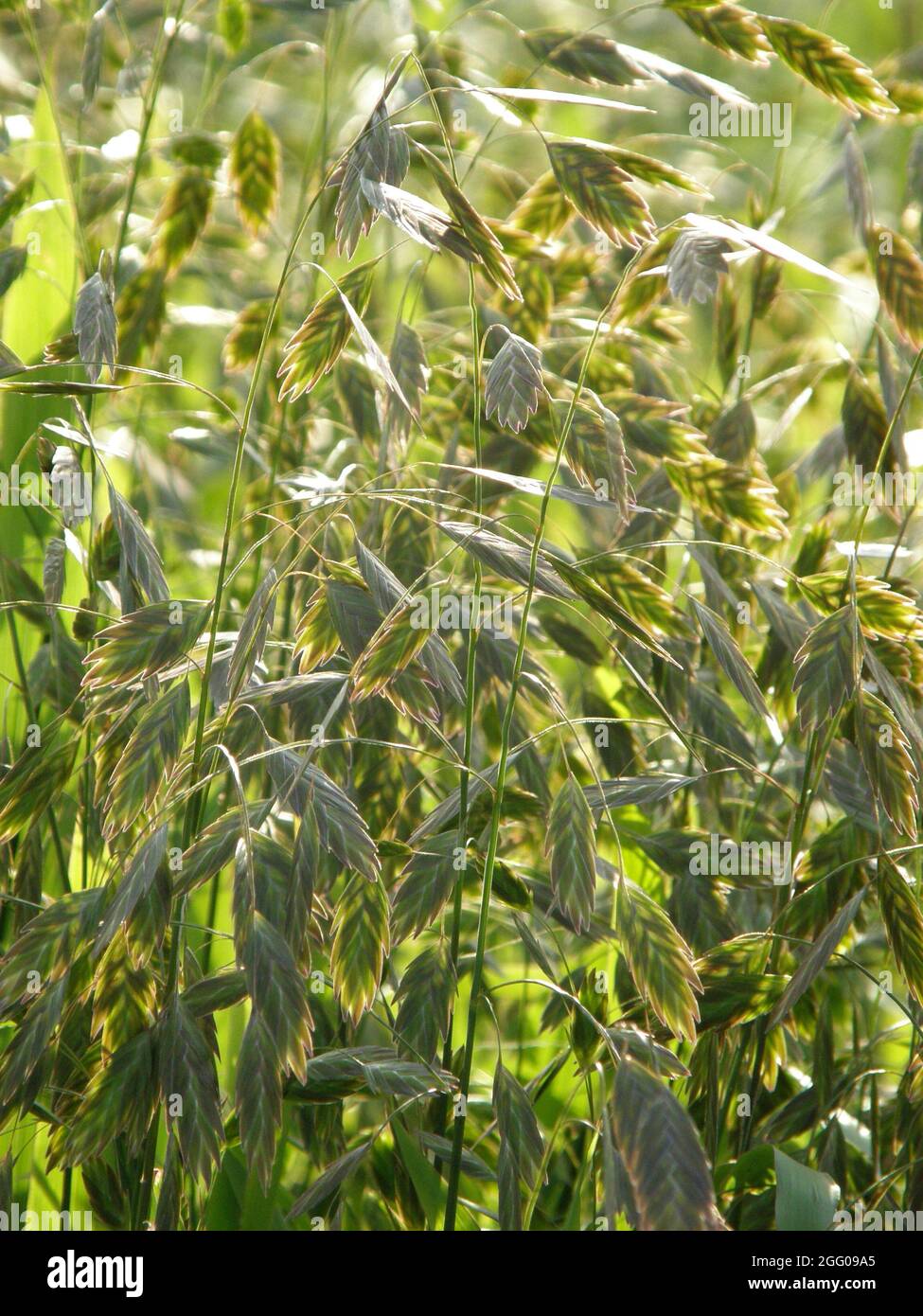 Pendent, flattened ornamental spikelets of North America wild oats (Chasmanthium latifolium) in a garden in September Stock Photo